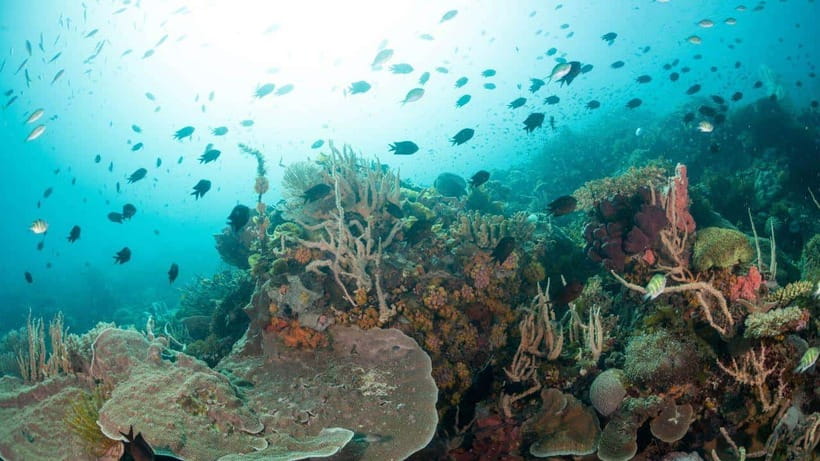 El Nido: Discover Scuba Diving with Manta Rays in Sibaltan - Is the Manta Sighting Worth the Gamble?
