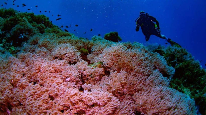 El Nido: Discover Scuba Diving with Manta Rays in Sibaltan - What the $126 Price Covers
