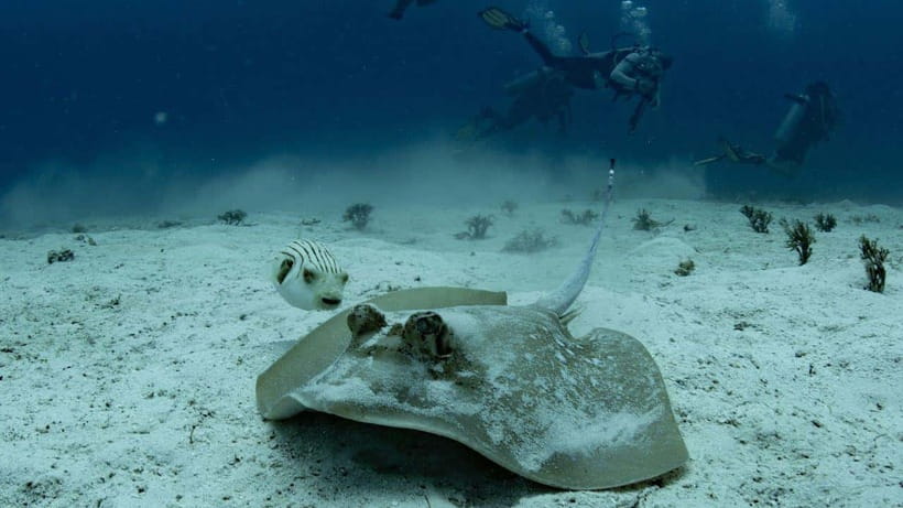 El Nido: Discover Scuba Diving with Manta Rays in Sibaltan - First Session: Learning the Skills Down to 6 Meters