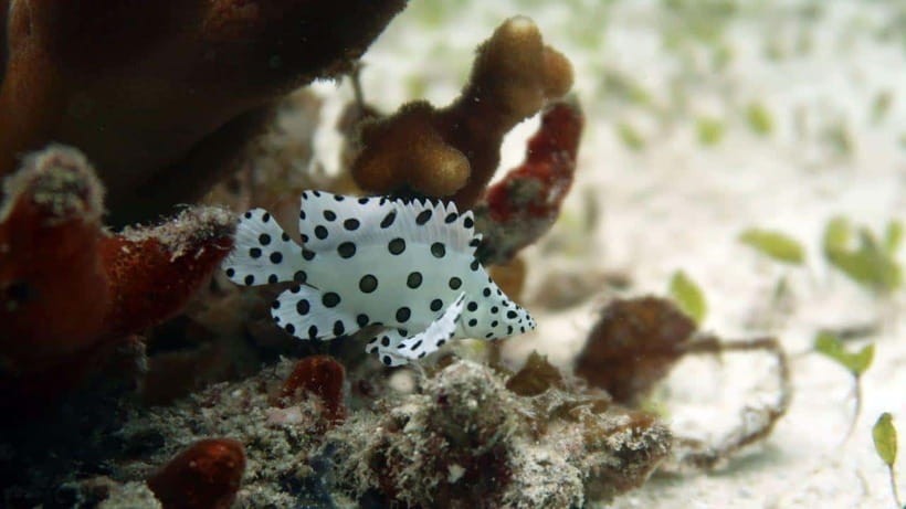 El Nido: Discover Scuba Diving with Manta Rays in Sibaltan - One Hour for Brunch and a Reset
