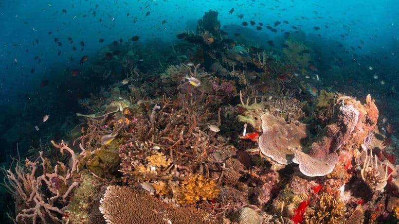 El Nido: Discover Scuba Diving with Manta Rays in Sibaltan - Second Session: Open Water Down to 12 Meters
