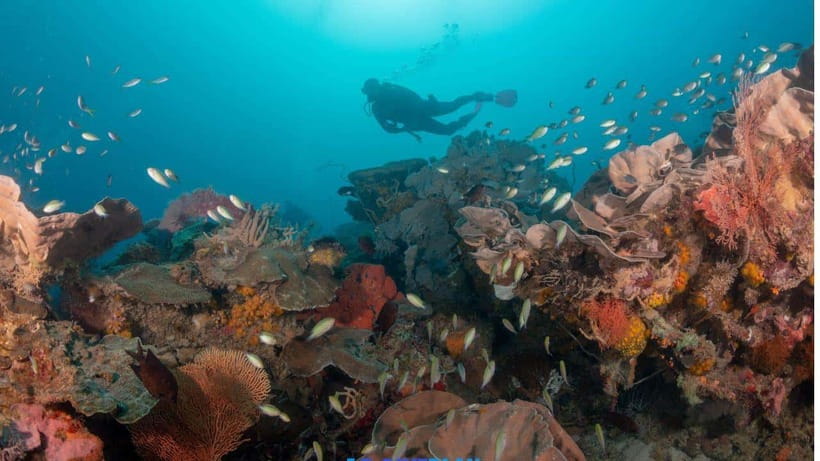 El Nido: Discover Scuba Diving with Manta Rays in Sibaltan - Who Should Book It, and Who Should Skip It