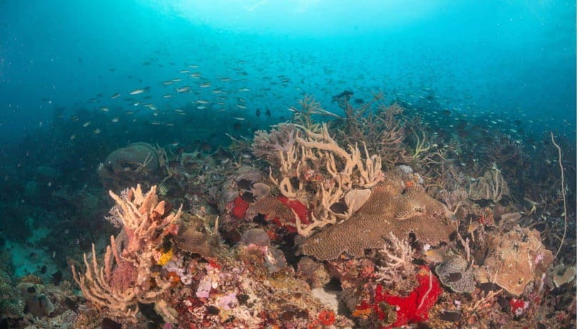 El Nido: Discover Scuba Diving with Manta Rays in Sibaltan - Practical Planning for the Day