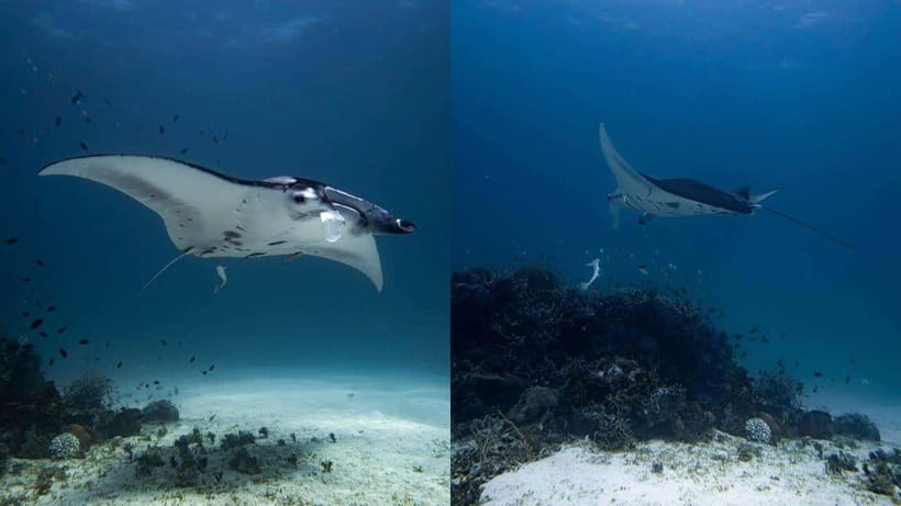 El Nido: Discover Scuba Diving with Manta Rays in Sibaltan - The 30-Minute Boat Ride to the Manta Station