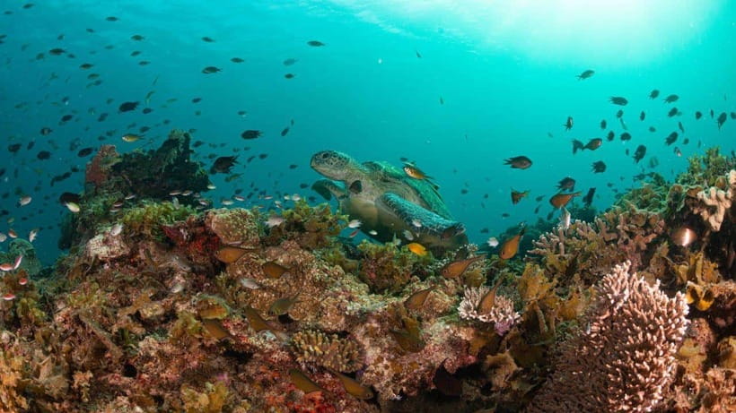 El Nido: Manta Ray Diving Experience in Sibaltan - What recent experiences suggest about manta sightings