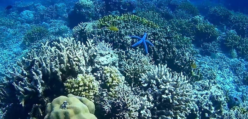 El Nido, Sibaltan: Private Snorkeling & Secret Islands Tour - Coral Garden, Binulbulan Island, and the hidden stops