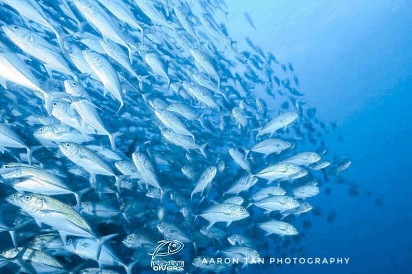 Fisheye Divers: Discover Scuba Diving - Key points to know before booking