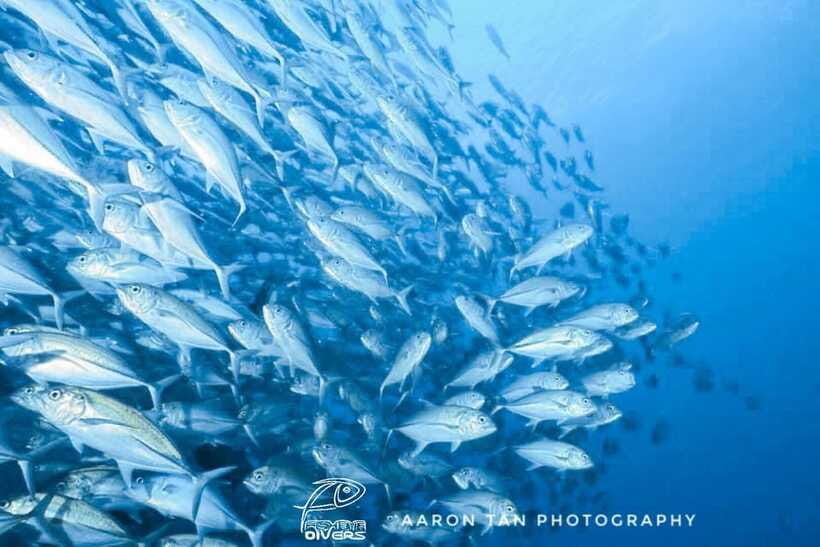 Fisheye Divers: Discover Scuba Diving - Who will enjoy this experience most?