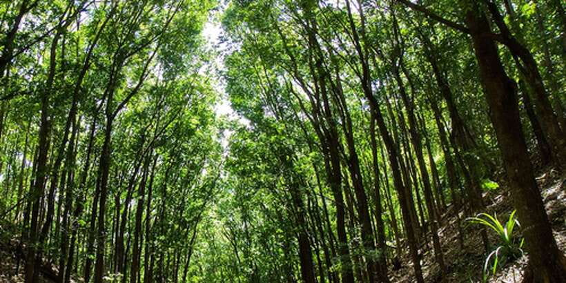 From Bohol & Panglao Island: Full-Day Bohol Tour - Five useful things to know before booking