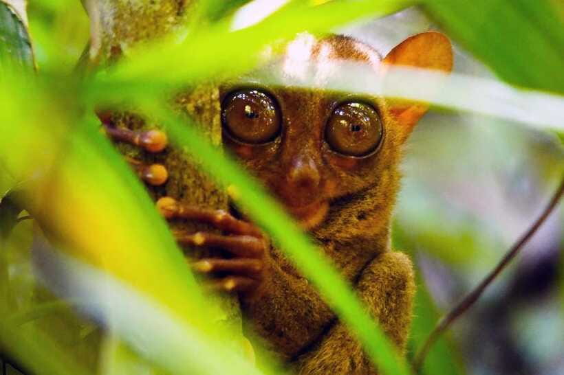 From Cebu: Bohol Countryside Private Tour with Buffet Lunch - Is $148 per person good value?