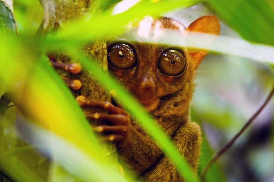 From Cebu: Bohol Countryside Private Tour with Buffet Lunch - Ferry travel from Cebu to Tubigon
