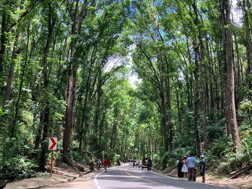 From Cebu City: Bohol Island Highlights in One Day - The Man-Made Forest and its cool green shade