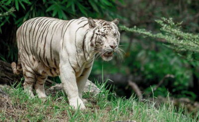 Cebu Safari and Adventure Park Day Tour