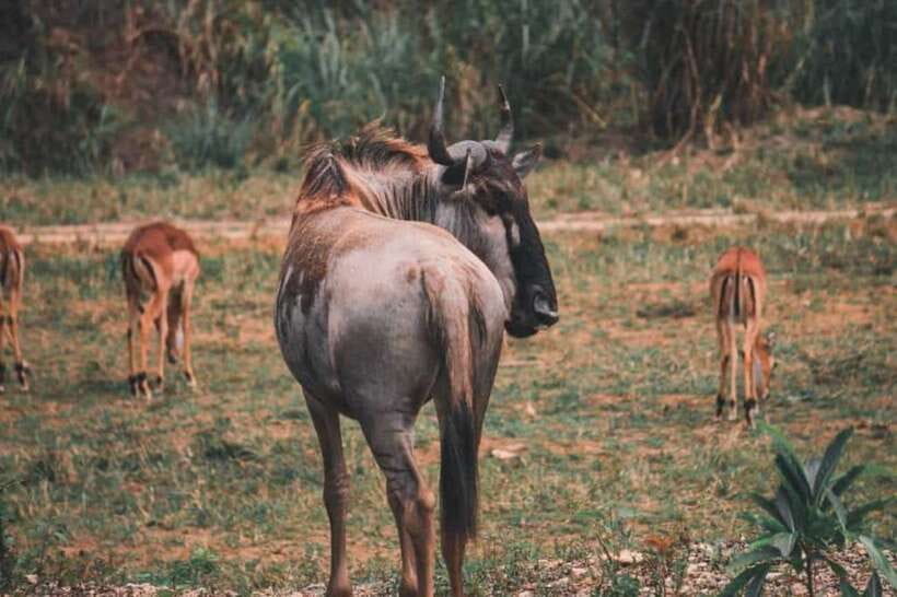 From Cebu City: Cebu Safari and Adventure Park Day Tour - What the $90 Price Covers