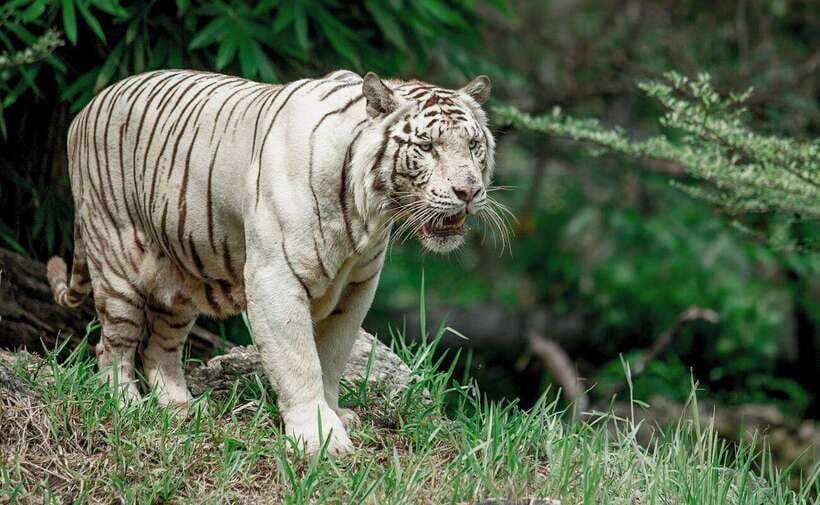 From Cebu City: Cebu Safari and Adventure Park Day Tour - African Savanna: The Main Event