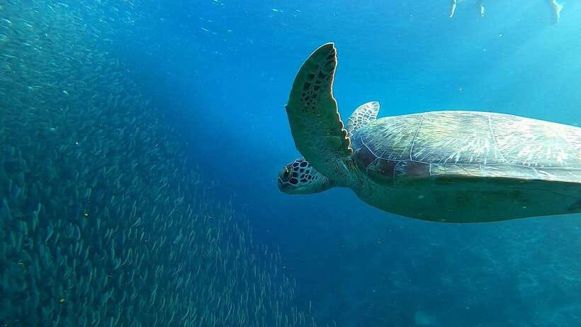 From Cebu City: Moalboal Pescador Snorkeling Tour + Lunch - What makes this Moalboal day trip worth considering