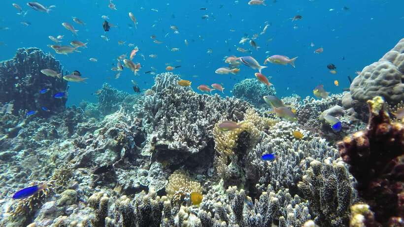 From Cebu City: Moalboal Pescador Snorkeling Tour + Lunch - Who should book this experience?
