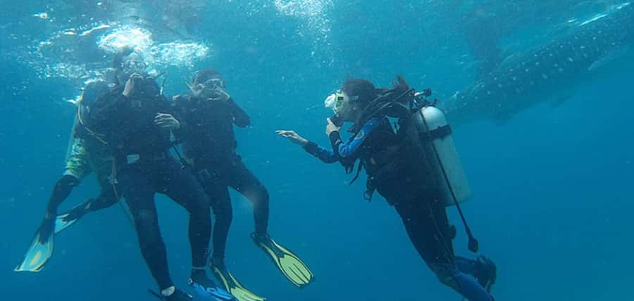 From Cebu City: Scuba Diving with Whale Sharks Trip in Oslob - Arriving in Oslob and preparing for the water