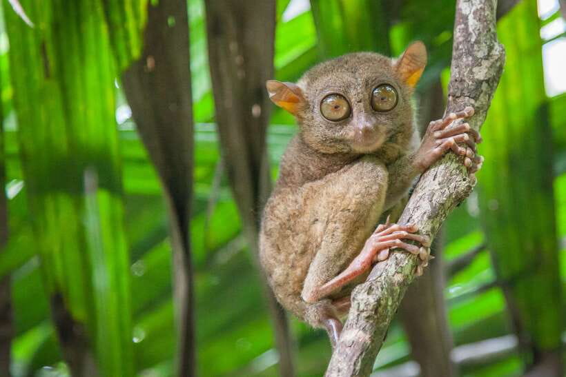 From Cebu: Day Trip to Bohol Highlights - Key points at a glance