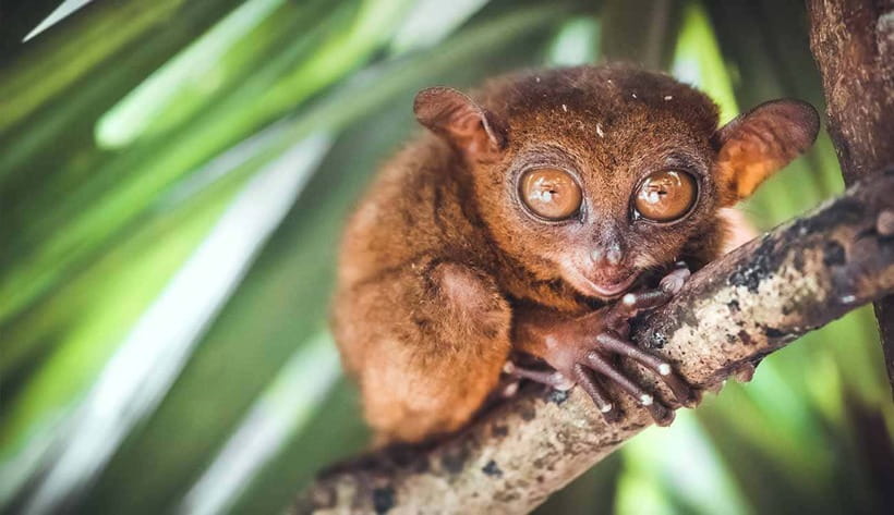 From Cebu: Full-Day Bohol Excursion - Key points to know before booking