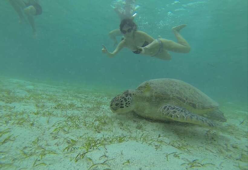 From Puerto Princesa: Port Barton & Island Hopping Day Trip - Turtle Spot: A Chance, Not a Promise