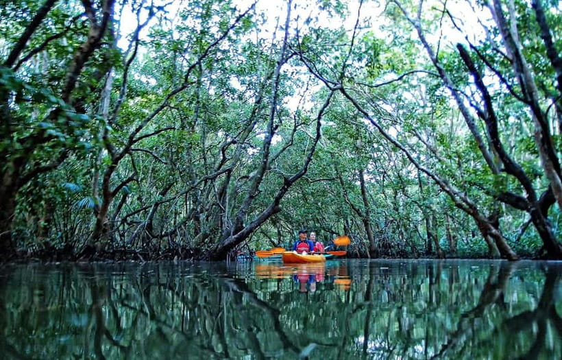 From Tagbilaran City/Panglao Island: Bohol Mangrove Kayaking - Key things to know before you book