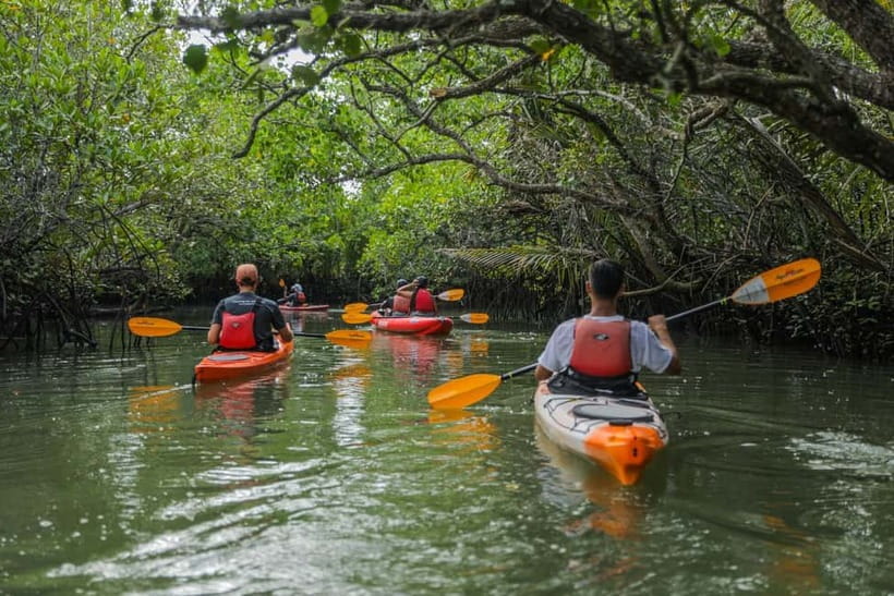 From Tagbilaran City/Panglao Island: Bohol Mangrove Kayaking - Safety, equipment, and the first paddle strokes