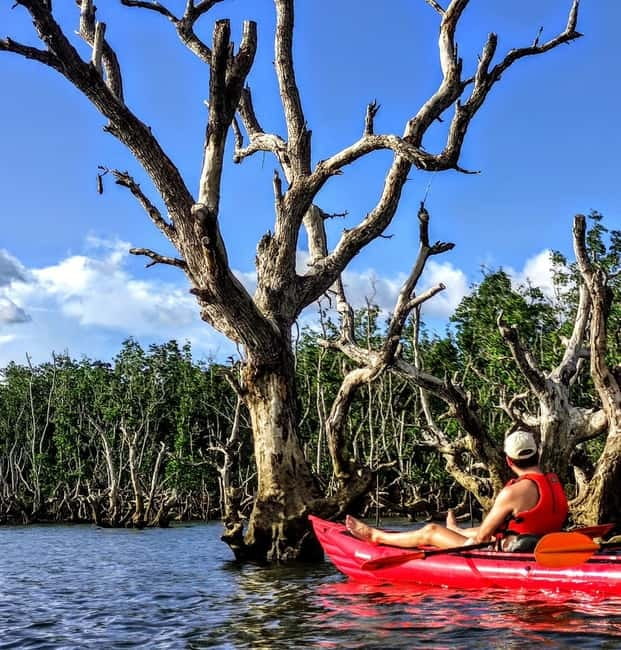 From Tagbilaran City/Panglao Island: Bohol Mangrove Kayaking - Inside the mangrove tunnels