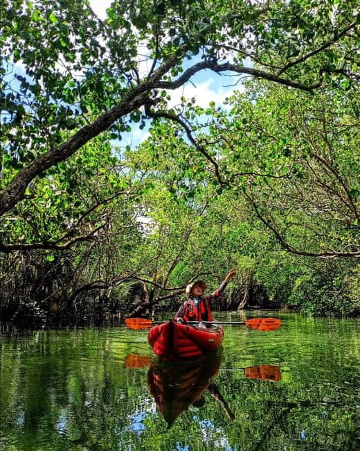 From Tagbilaran City/Panglao Island: Bohol Mangrove Kayaking - What the local guides add