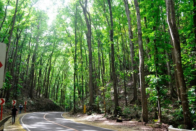 Full-Day Bohol Excursion - depart Cebu (Best Seller) - Chocolate Hills: one hour at Bohol’s famous viewpoint