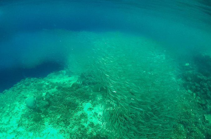 Full-Day Moalboal Islands and Kawasan Falls Small-Group Tour from Cebu - Turtle Point offers the most personal encounter