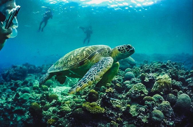 Full-Day Moalboal Islands and Kawasan Falls Small-Group Tour from Cebu - Who will enjoy this Cebu day tour most