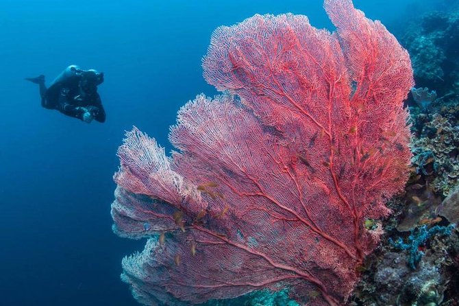 Fun Boat Dive for certified diver - What you can see beneath the surface