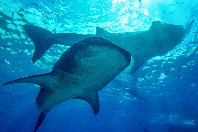Group Tour of Moalboal Sardines Run & Kawasan Canyoneering - The 3:00 am pickup from Cebu City