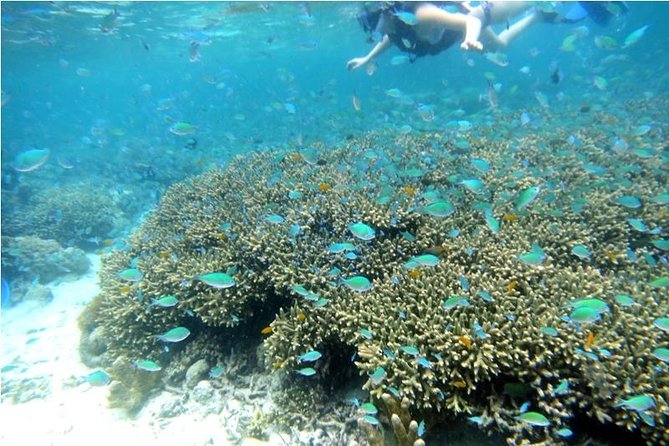 Half day tour with Snorkel at Sancturary and Sulpa island - Starting at Scotty’s on Mactan Island