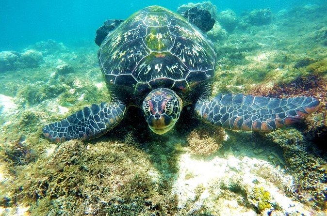 Kawasan Canyoneering and Snorkeling with Sardines with Lunch - Lunch between the active and marine sections