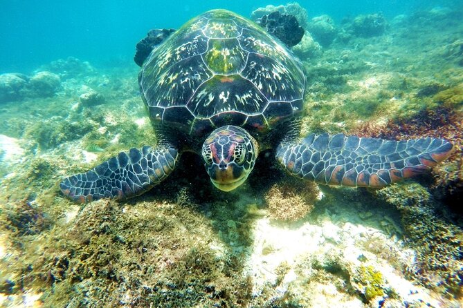 Kawasan Canyoneering and Snorkeling with Sardines with Lunch - How the private format changes the day