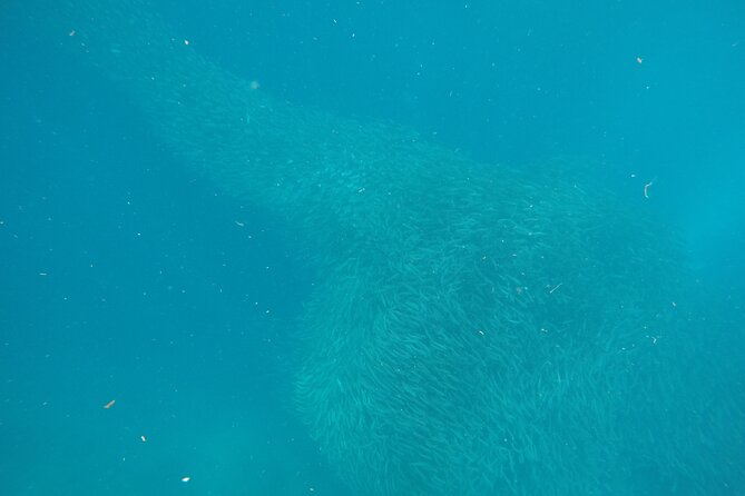 Kawasan Canyoneering and Snorkeling with Sardines with Lunch - Who will enjoy this Cebu combination