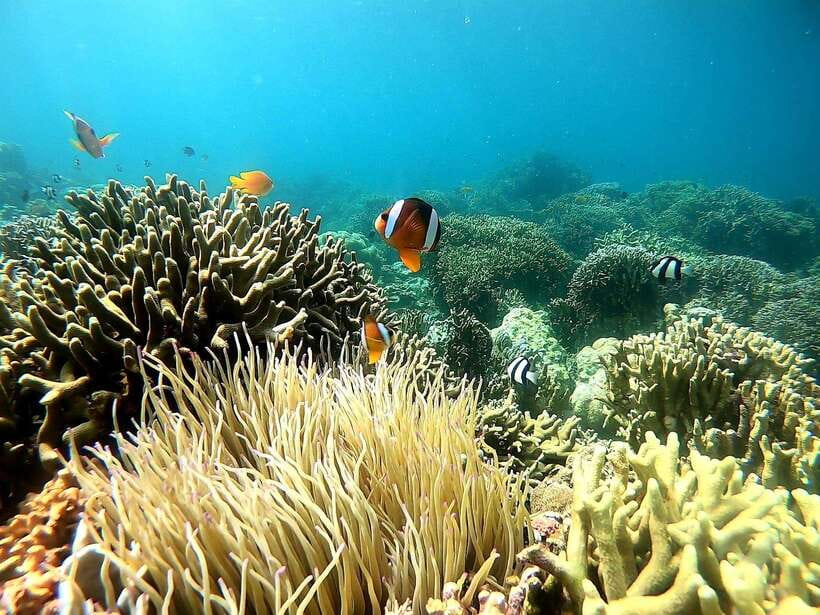 Mactan Island Hopping Gilutungan, Caohagan, Nalusuan + Lunch - Who will enjoy this Cebu island day most?