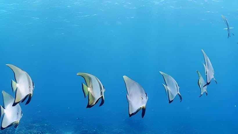 Mactan Island Hopping Gilutungan, Caohagan, Nalusuan + Lunch - A 7:00 to 8:00 AM start from Cebu or Mactan