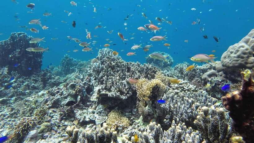 Mactan Island Hopping Gilutungan, Caohagan, Nalusuan + Lunch - Lunch arrives near Nalusuan, sometimes at a secret stop