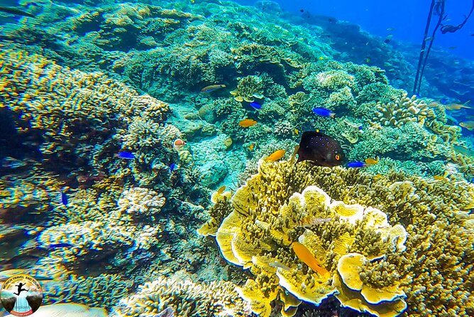 Moalboal Island Hopping (Pescador Island, Sardines and Turtles) - Why this Moalboal trip is worth considering