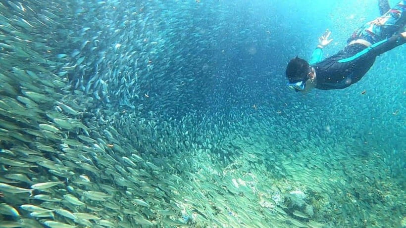 Moalboal: Pescador Island Hopping Adventure and Sardine Run - Why Moalboal’s Sardine Run is worth seeing
