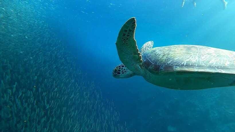 Moalboal: Pescador Island Hopping Adventure and Sardine Run - Guide support makes a real difference