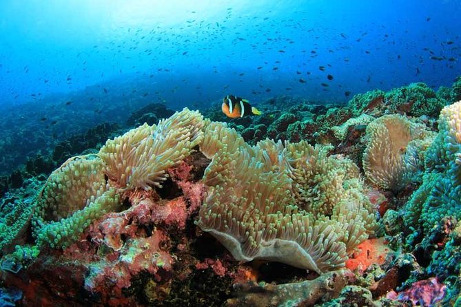 Moalboal Sardine Run and Kawasan Day Tour - The 5:00 am start from Cebu City