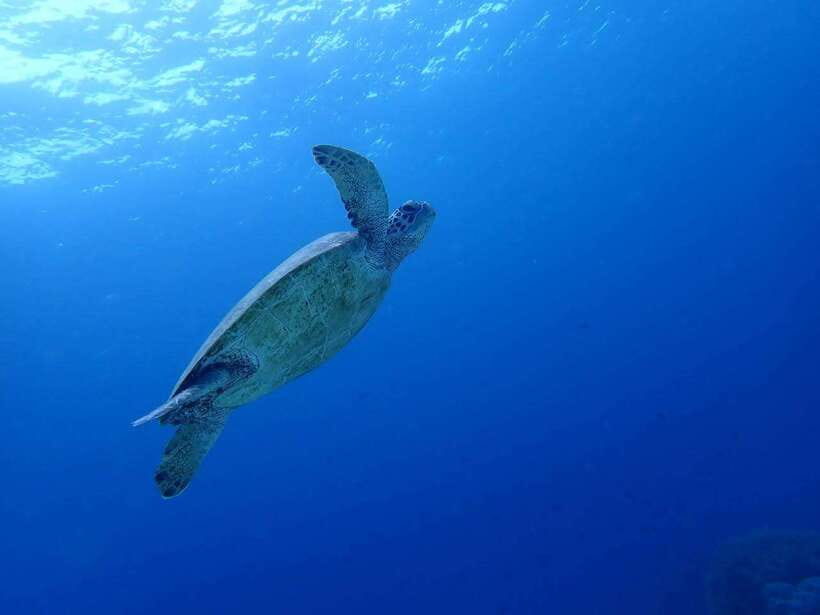 Moalboal Sardine Run, Sea Turtle & Mantayupan Falls - A very early start from Cebu City or Mactan