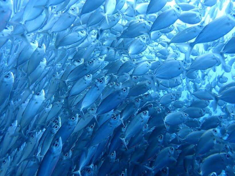 Moalboal Sardine Run, Sea Turtle & Mantayupan Falls - Moalboal’s sardines are close to shore