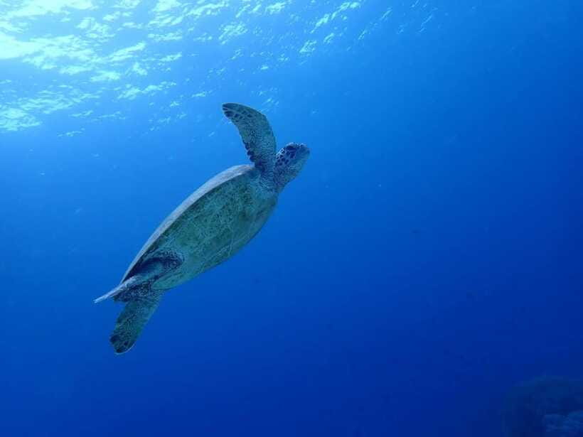 Moalboal Sardine Run, Sea Turtle & Mantayupan Falls - The GoPro is more than a small extra