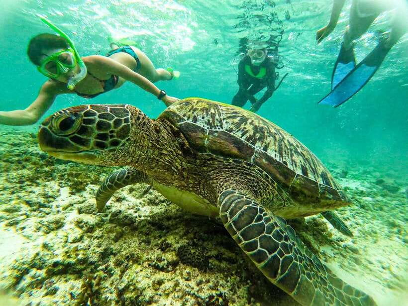Moalboal Sardine Run, Sea Turtle & Mantayupan Falls - What the small group changes