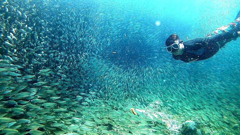 Moalboal: Sardine Run Snorkeling & Kawasan Canyoneering - Swimming with Moalboal’s sardine schools